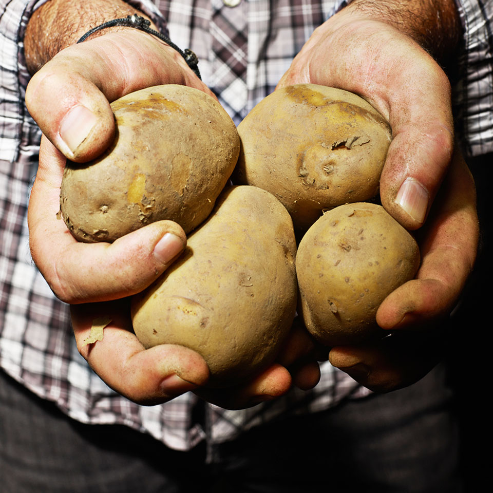 Pomme de terre brutes dans les mains